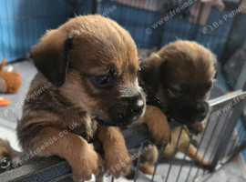 **Border Terrier Puppies**