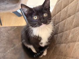 kittens to a loving home