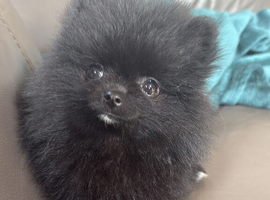 TINY Black Pomeranian female
