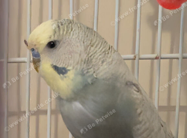 male budgie, not tame