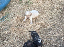 Cocker spaniel puppys