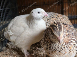 Quail