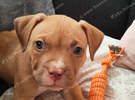 Puppy staffy x American pocket bully
