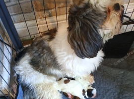 Shih tzu