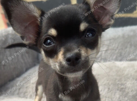 stunning chihuahua puppies READY to leave