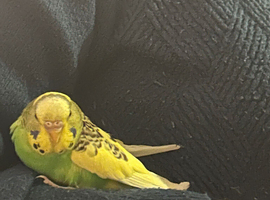 Budgies exhibition / different colours / mixed colours