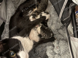 Kittens available 10th November