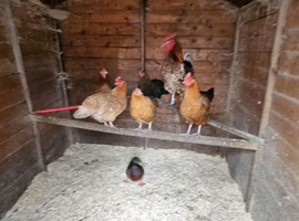 For Sale Friendly chickens