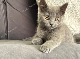 British shorthair male cat