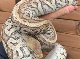 Female ball pythons