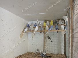 2026 Budgies early to late bred
