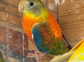 Baby Red Turquosines