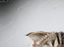 Scottish fold short hair