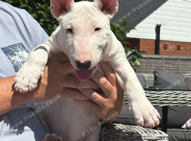 Ready to go go (male) bull terrier