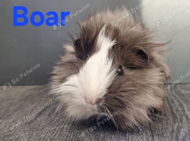Beautiful Baby guinea pigs for sale