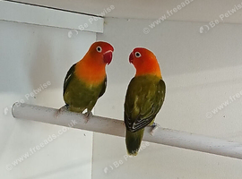 Dark factor violet green opaline Fischer's lovebirds