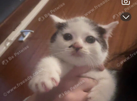 Lovley female cat for sale