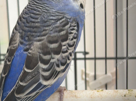 Budgie