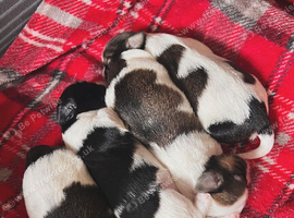 Shih tzu cross Lhasa apso