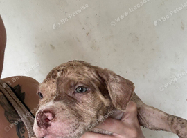 American bulldog X mixed breed bully