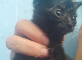Bengal tortoise shell babys four same