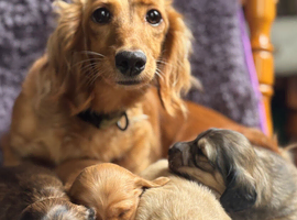 ️longhaired cream dachshund️