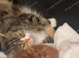 Kittens ragamuffin for sale