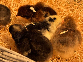 Days old chicks