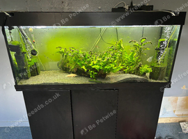 Tropical fish and tank complete setup