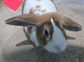 Mini lop & Holland Lop mixed