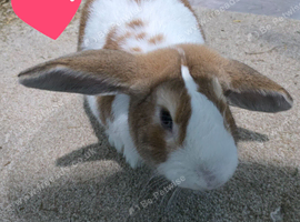 Mini lop &times; Holland Lop male