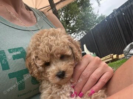 Gorgeous Toy Poodle puppies ready.