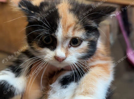 Kittens in need of new home