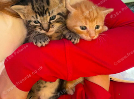 Ginger kitten calico kitten for sale