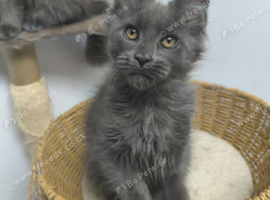 Maine coon kitten