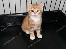 2 ginger kittens