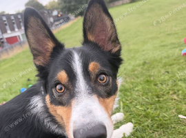 Enzo 12 month old tri colour bored collie
