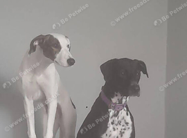 Saluki dalmation grey puppies
