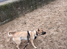 Milo cross staffy Alsatian 2 year old