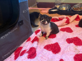 3 beautiful kittens