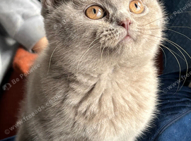 British shorthair kittens