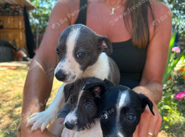 Collie/whippet