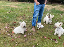 West Highland White Terrier Female