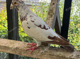 Coloured racing pigeon