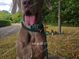 Male weimaraner 18 months old