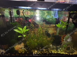 Shrimp tank setup complete