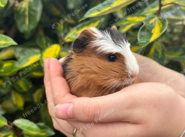 Coronet baby guinea pigs