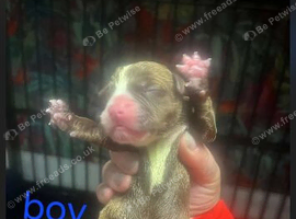 Puppy staffys