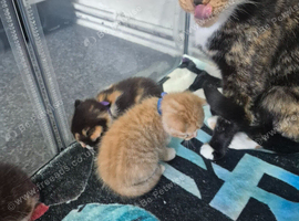 Sushi's litter