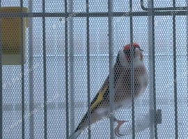 Goldfinches chevs and pied For sale